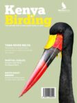 Kenya Birding