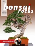 Bonsai Focus  IT