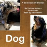 Dog: A Selection of Stories