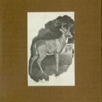 Forest Neighbors: Life Stories of Wild Animals