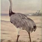 Birds Illustrated by Color Photography, Vol. 3, No. 5