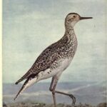 Birds Illustrated by Color Photography, Vol. 3, No. 4.