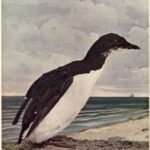 Birds Illustrated by Color Photography, Vol. 3, No. 6, June 1898