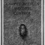 Carpet Beetles and Their Control