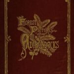 Forest Pictures in the Adirondacks