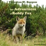 The Adventures of Reddy Fox (version 2)